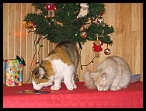 0047 AmAinu Noel 2005